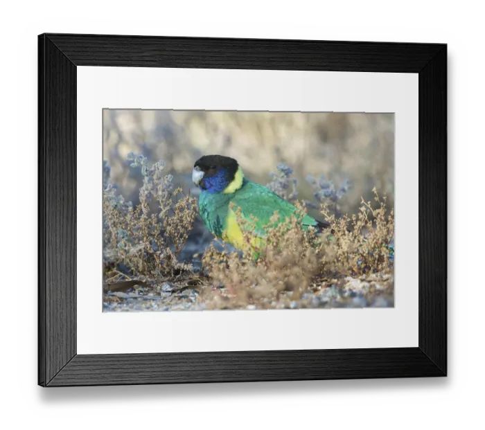 Framed Print : Australian Ringneck (Barnardius zonarius zonarius) perched on the ground feeding on seeds Framed Print : Australian Ringneck (Barnardius zonarius zonarius) perched on the ground feeding on seeds