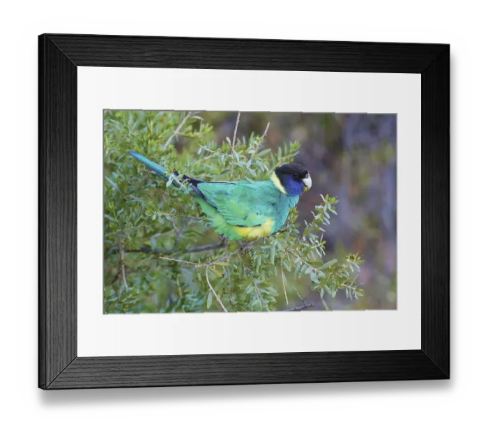 Framed Print : Australian Ringneck (Barnardius zonarius zonarius) perched in a bush