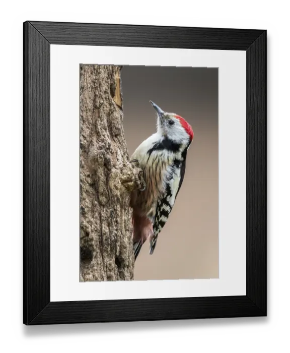 Framed Print : Middle Spotted Woodpecker (Dendrocoptes medius) climbing tree