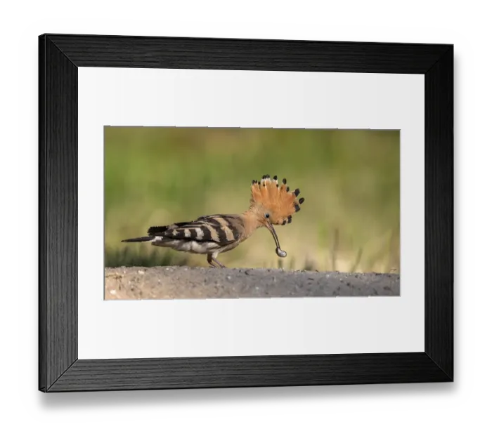 Framed Print : Eurasian Hoopoe (Upupa epops) foraging
