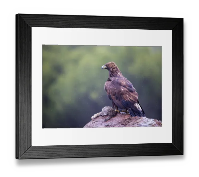 Framed Print : Golden Eagle (Aquila chrysaetos) juvenile perched on the ground with prey Framed Print : Golden Eagle (Aquila chrysaetos) juvenile perched on the ground with prey