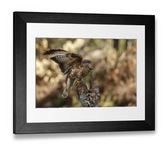Framed Print : Common Buzzard (Buteo buteo), perched on a branch