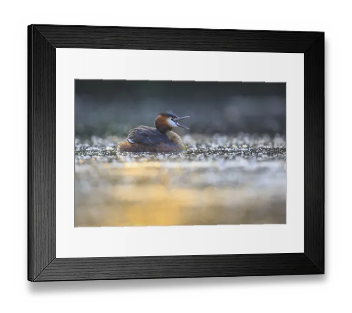 Framed Print : Great Crested Grebe (Podiceps cristatus)