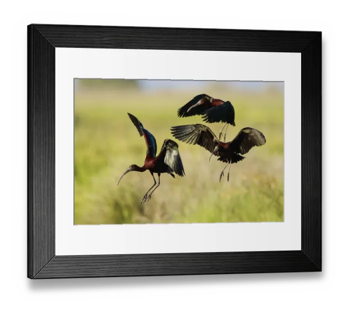 Framed Print : Glossy Ibis (Plegadis falcinellus) group approaching