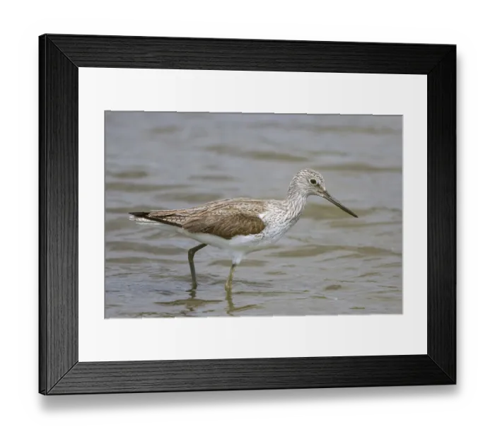 Framed Print : Common Greenshank (Tringa nebularia) foraging
