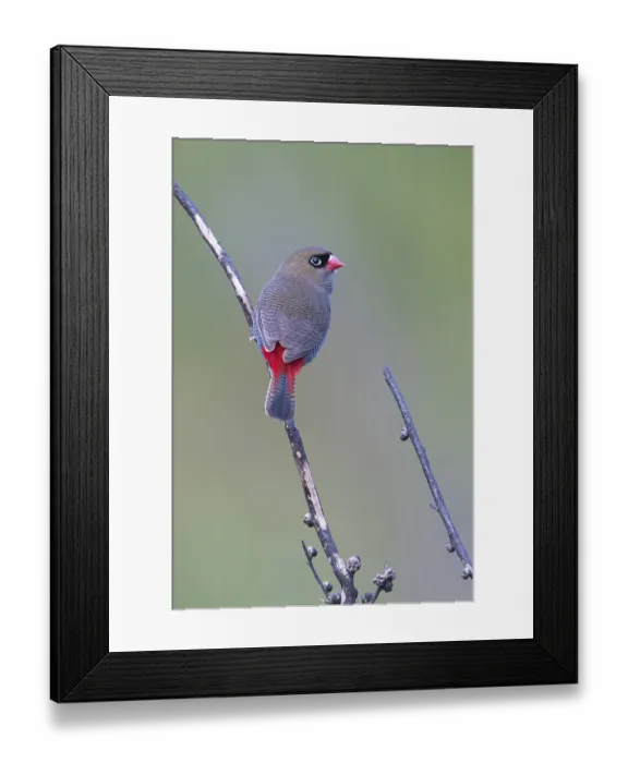 Framed Print : Beautiful Firetail (Stagonopleura bella) perched on a branch