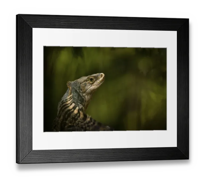 Framed Print : Spiny iguana, Manuel Antonio National Park Framed Print : Spiny iguana, Manuel Antonio National Park