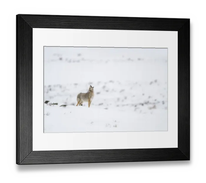 Framed Print : Heulend... Kojote *Canis latrans*