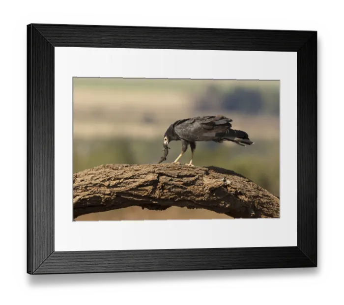 Framed Print : Kaalkopkiekendief met prooi, african harrier hawk with prey