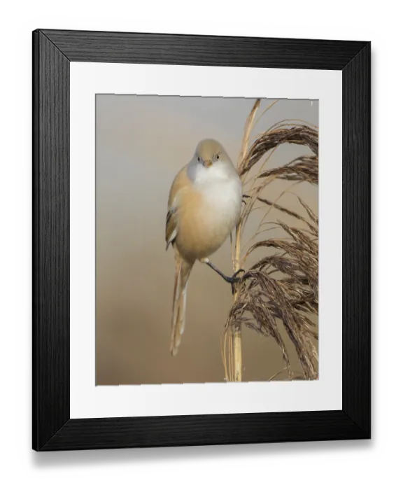 Framed Print : Bearded Reedling (Panurus biarmicus) female perched on a reed stalk