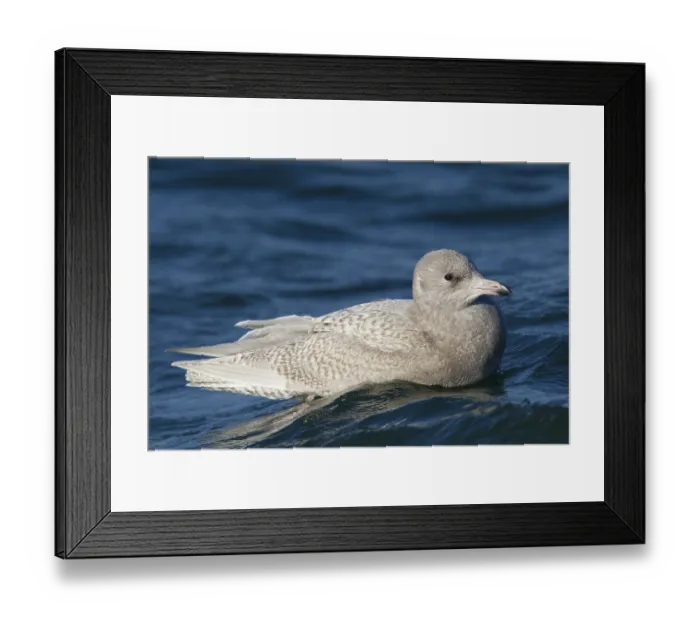 Framed Print : Glaucous Gull (Larus hyperboreus) Framed Print : Glaucous Gull (Larus hyperboreus)