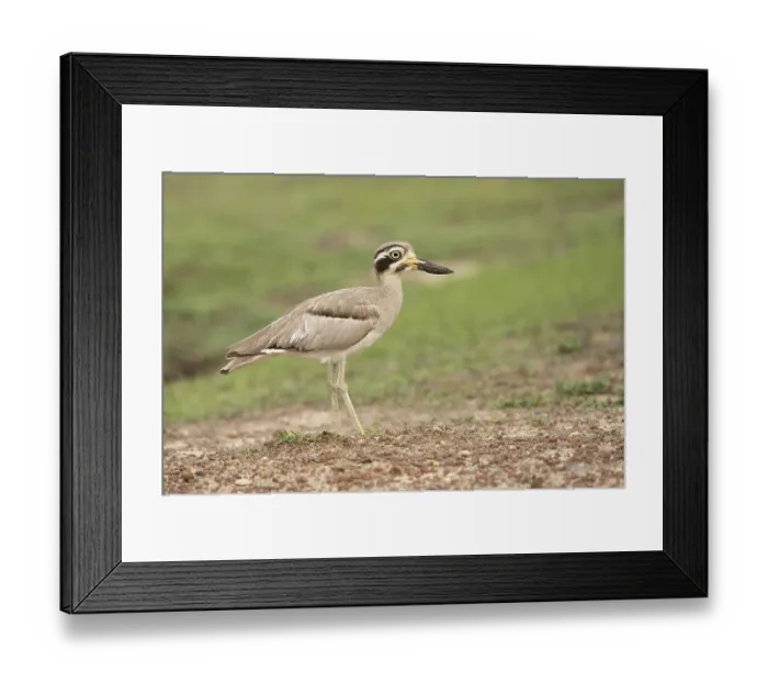 Framed Print : Great Stone-curlew (Esacus recurvirostris) perched on the ground