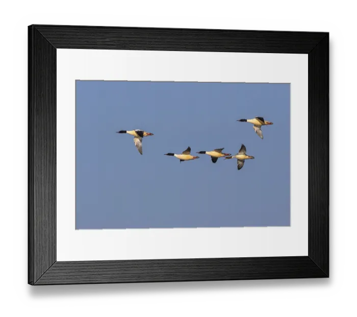 Framed Print : Gaensesaeger Maennchen und Weibchen Framed Print : Gaensesaeger Maennchen und Weibchen