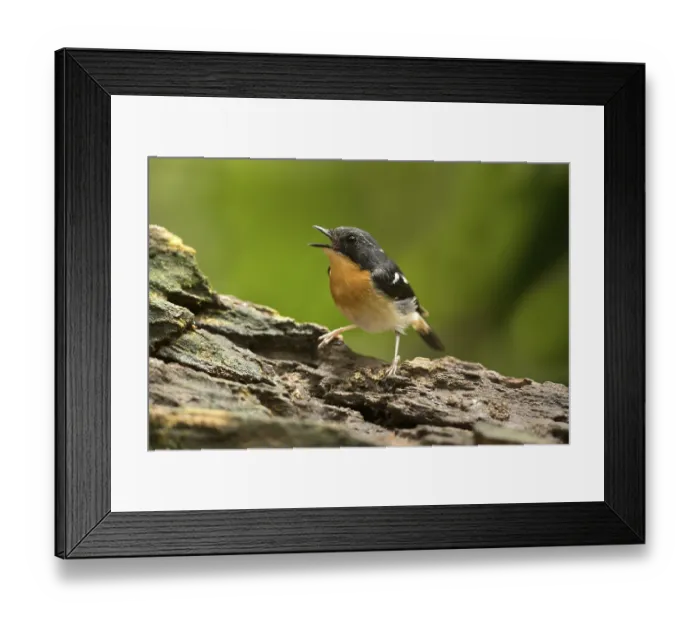 Framed Print : Rufous-chested Flycatcher (Ficedula dumetoria) male singing