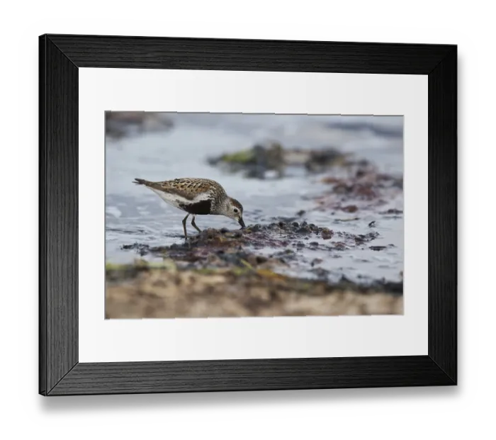 Framed Print : Dunlin (Calidris alpina) foraging on shoreline