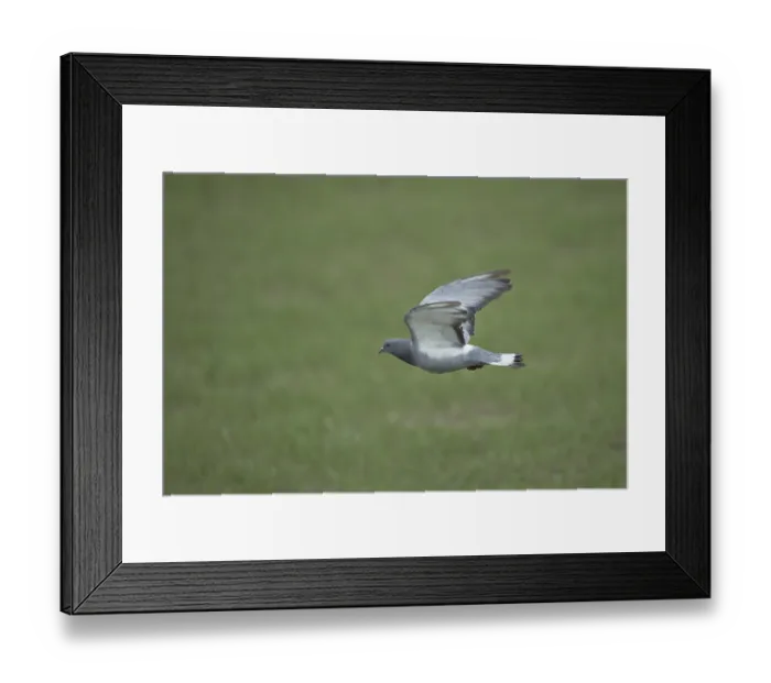 Framed Print : Hill Pigeon (Columba rupestris) flying Framed Print : Hill Pigeon (Columba rupestris) flying