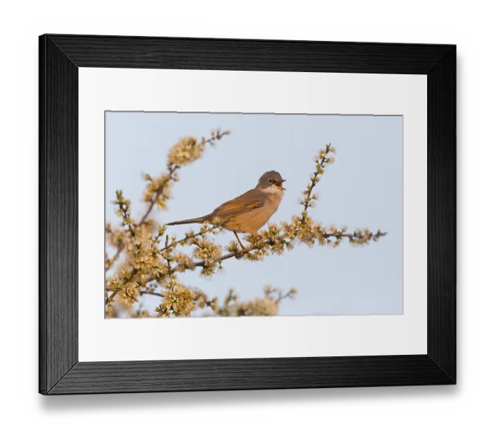 Framed Print : Dorngrasmuecke, Common Whitethroat Framed Print : Dorngrasmuecke, Common Whitethroat