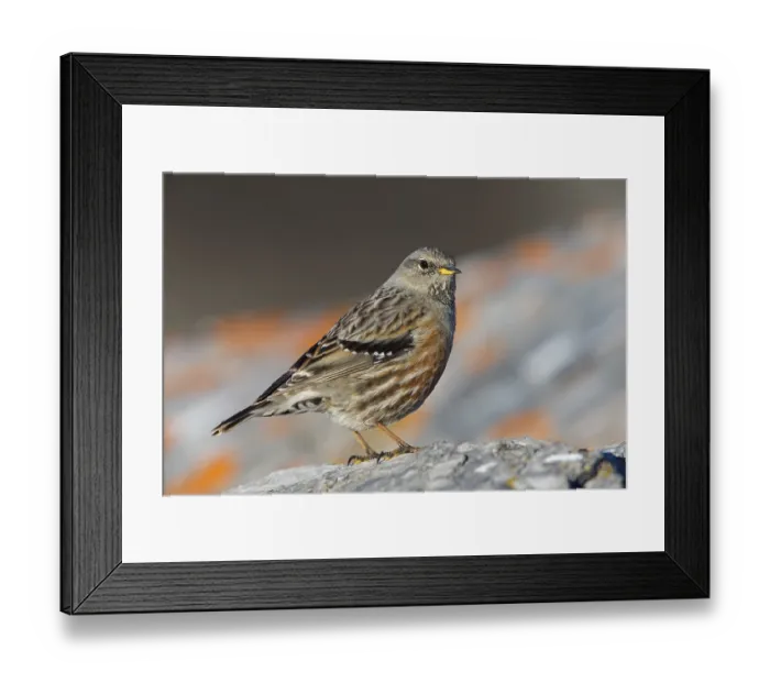 Framed Print : Alpenbraunelle, Alpine Accentor Framed Print : Alpenbraunelle, Alpine Accentor