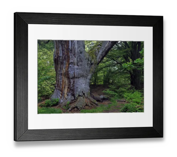 Framed Print : Ca. 800 year old beech (Fagus)