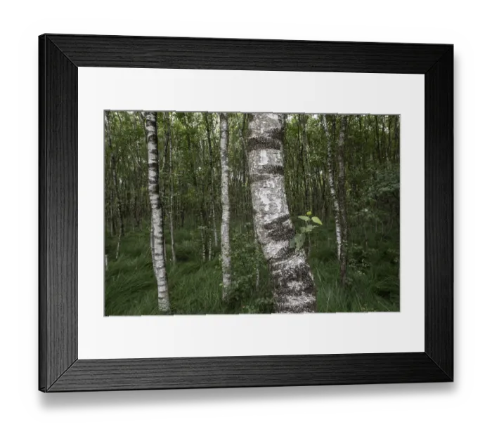 Framed Print : Birch quarry forest (Betula pendula)