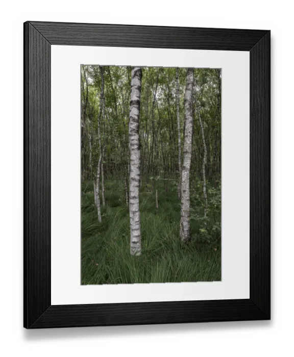 Framed Print : Birch quarry forest (Betula pendula) Framed Print : Birch quarry forest (Betula pendula)