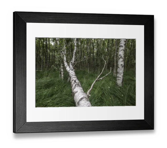 Framed Print : Birch quarry forest (Betula pendula)