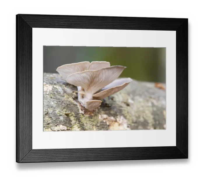 Framed Print : Oyster mushroom (Pleurotus ostreatus) growing an a European beech (Fagus sylvatica) tree trunk in a forest in autumn