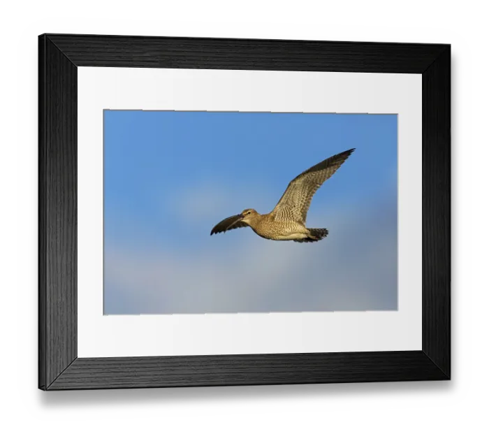 Framed Print : Whimbrel, Animals, Birds, (Numenius phaeopus)