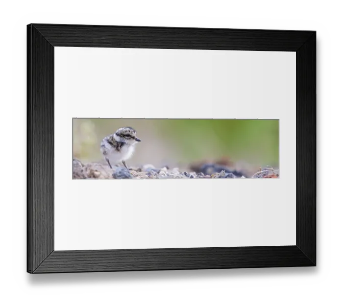 Framed Print : Ringed Plover, (Charadrius hiaticula) Framed Print : Ringed Plover, (Charadrius hiaticula)