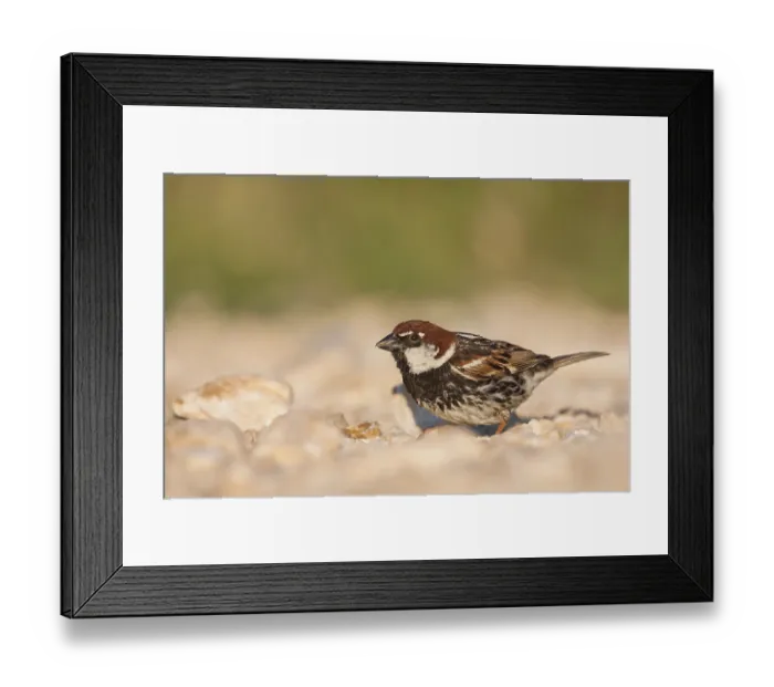 Framed Print : Spanish Sparrow - Weidensperling - Passer hispaniolensis ssp