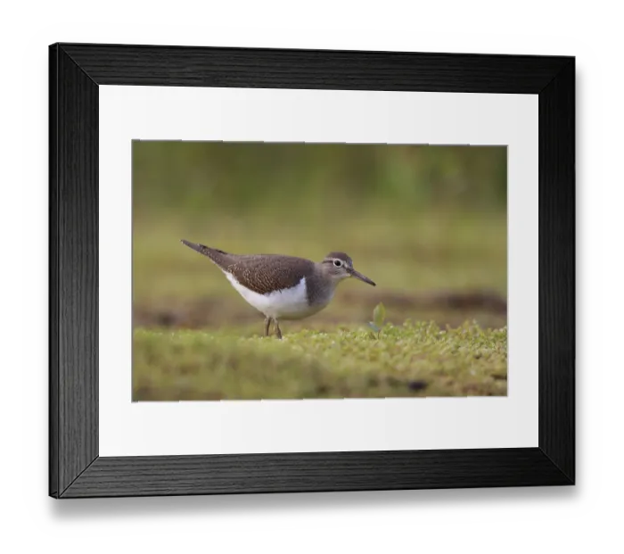 Framed Print : Common Sandpiper (Actitis hypoleucos) foraging Framed Print : Common Sandpiper (Actitis hypoleucos) foraging