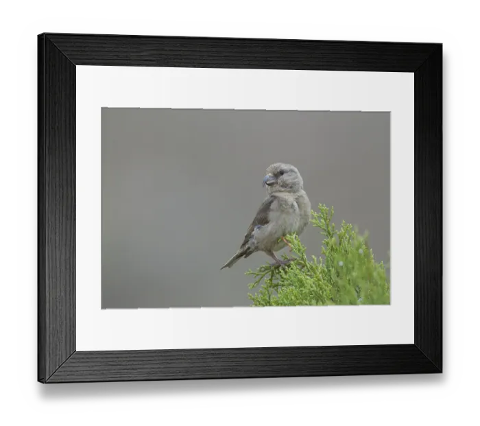 Framed Print : Common Crossbill - Fichtenkreuzschnabel - Loxia curvirostra ssp Framed Print : Common Crossbill - Fichtenkreuzschnabel - Loxia curvirostra ssp