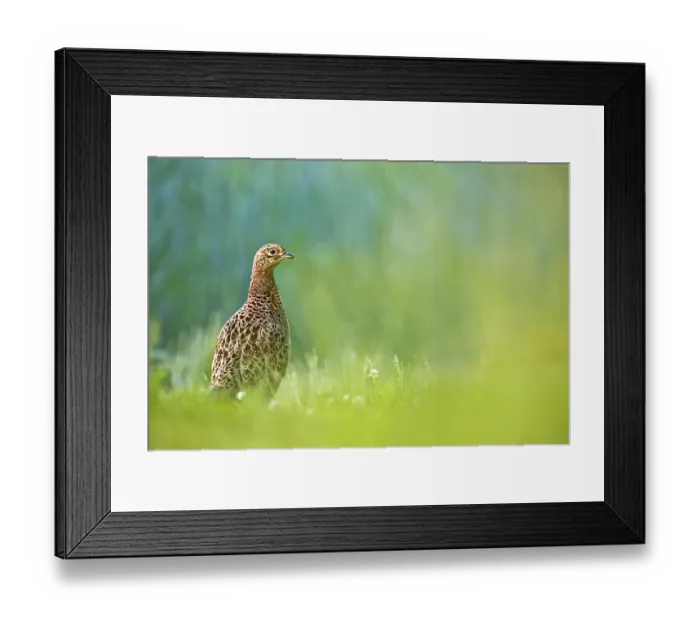 Framed Print : Common Pheasant (Phasianus colchicus) female Framed Print : Common Pheasant (Phasianus colchicus) female