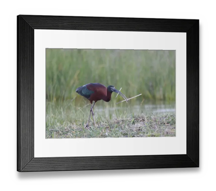 Framed Print : Glossy Ibis (Plegadis falcinellus) looking for nesting material Framed Print : Glossy Ibis (Plegadis falcinellus) looking for nesting material