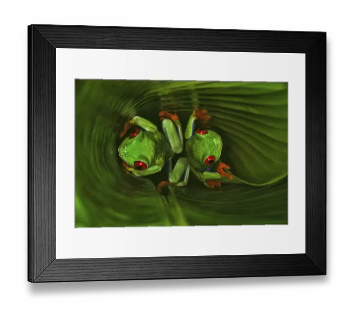 Framed Print : Red-eyed tree frog (Agalychnis callidryas)