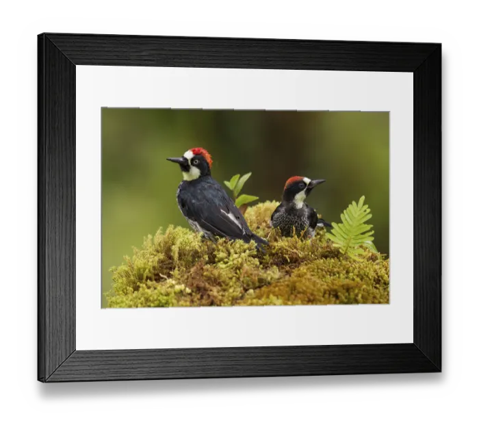 Framed Print : Acorn woodpeckers Framed Print : Acorn woodpeckers