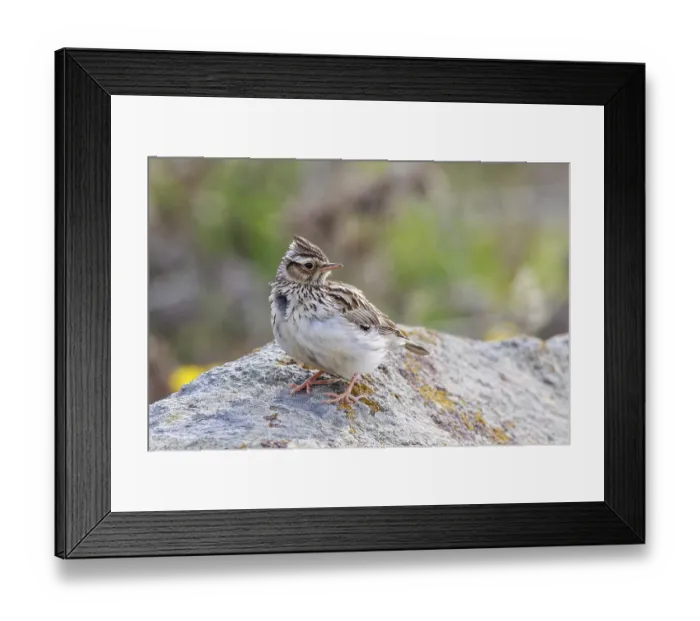 Framed Print : Woodlark (Lullula arborea) perched on a rock Framed Print : Woodlark (Lullula arborea) perched on a rock