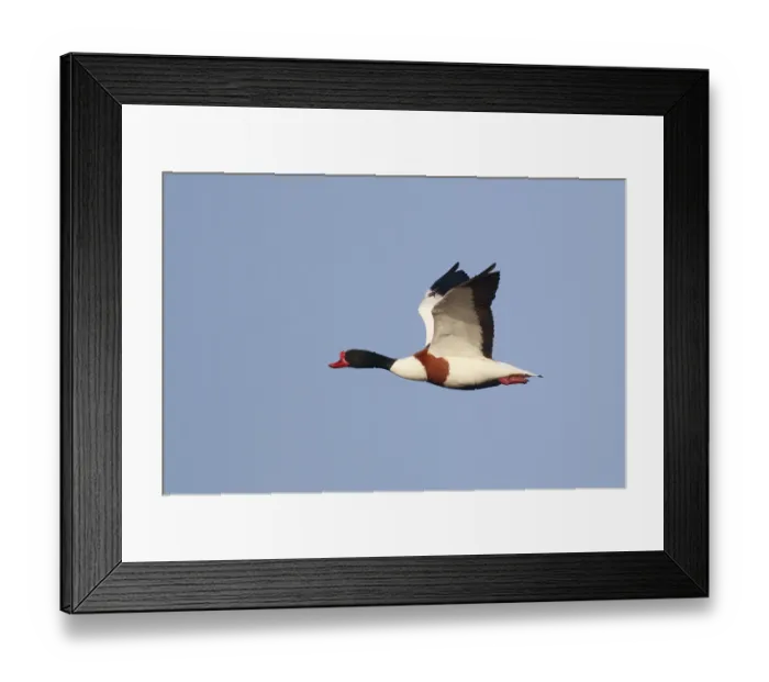 Framed Print : Common Shelduck (Tadorna tadorna) male flying