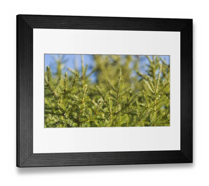 Framed Print : Evergreen branches of Christmas tree in pine forest