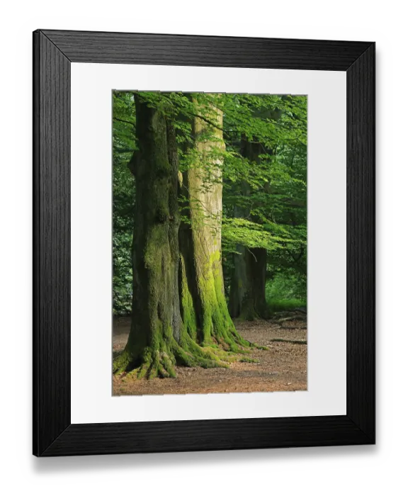 Framed Print : Mossy trunks of old Beech (Fagus) trees Framed Print : Mossy trunks of old Beech (Fagus) trees