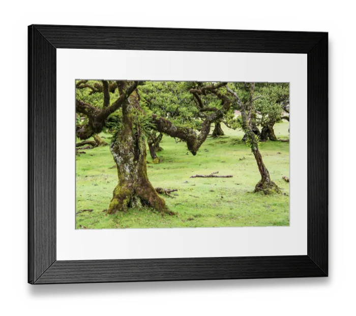 Framed Print : Moss and plant covered ancient laurel trees