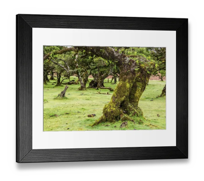 Framed Print : Moss and plant covered ancient laurel trees