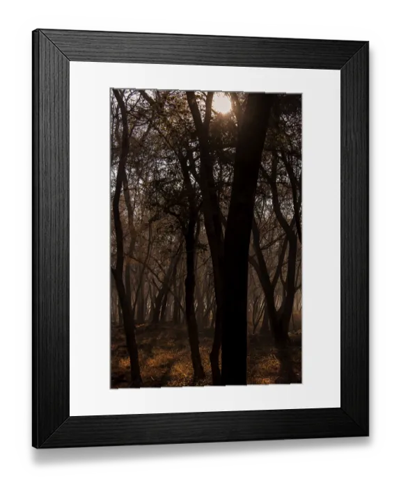 Framed Print : Dry deciduous forests of Ranthambhore national park on a winter evening