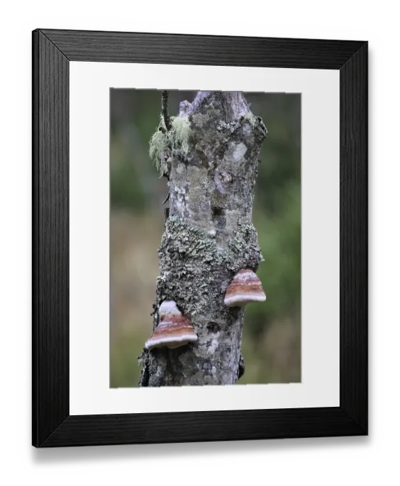 Framed Print : Deadwood (Fomitopsis pinicola) Framed Print : Deadwood (Fomitopsis pinicola)