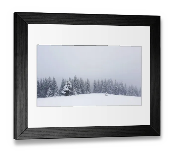 Framed Print : Winter snow falling scene alongside a fir forest Framed Print : Winter snow falling scene alongside a fir forest