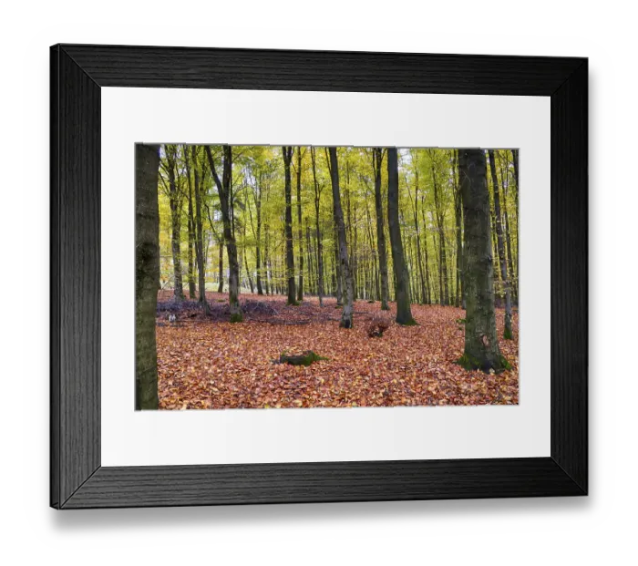 Framed Print : Autumn in the beech forest