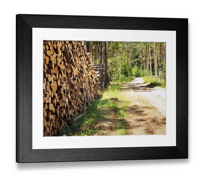 Framed Print : Logs in the forest near road