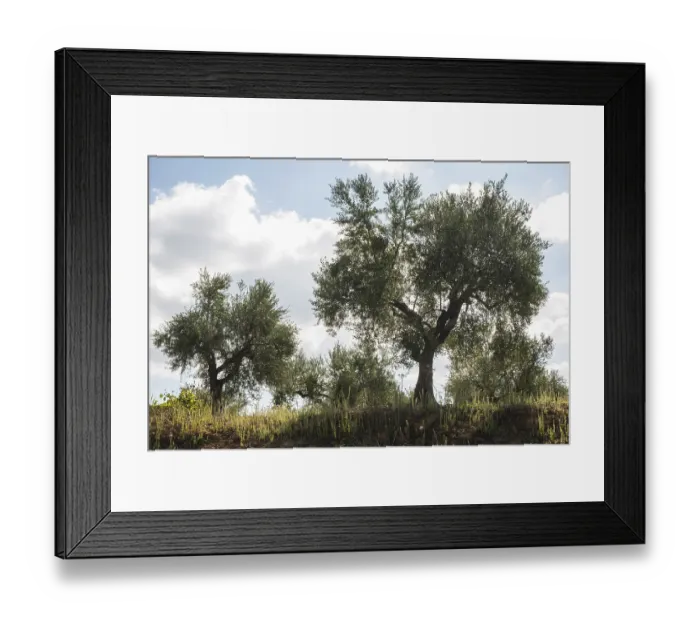 Framed Print : Olive trees in plantation. Agricultural land Framed Print : Olive trees in plantation. Agricultural land