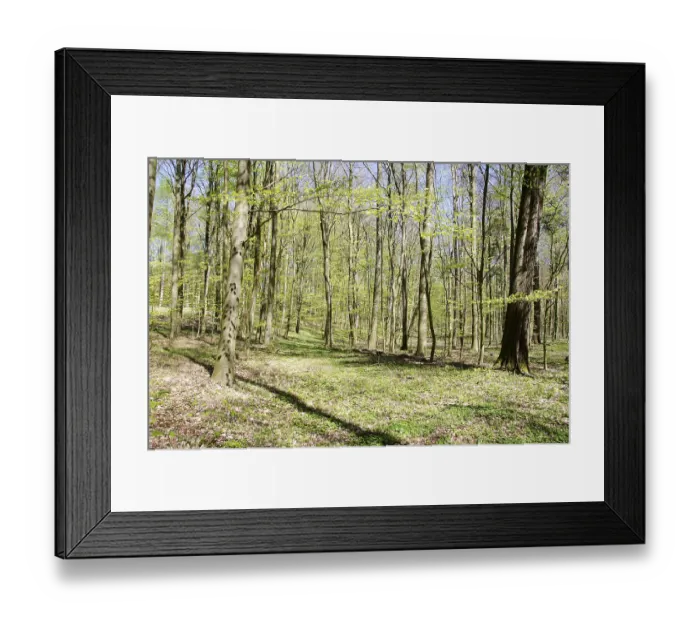 Framed Print : Bright beech forest in spring with many fresh leaves