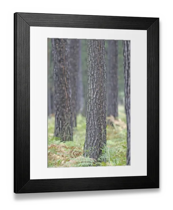 Framed Print : Pine trunks in the forest with fern plants on the ground